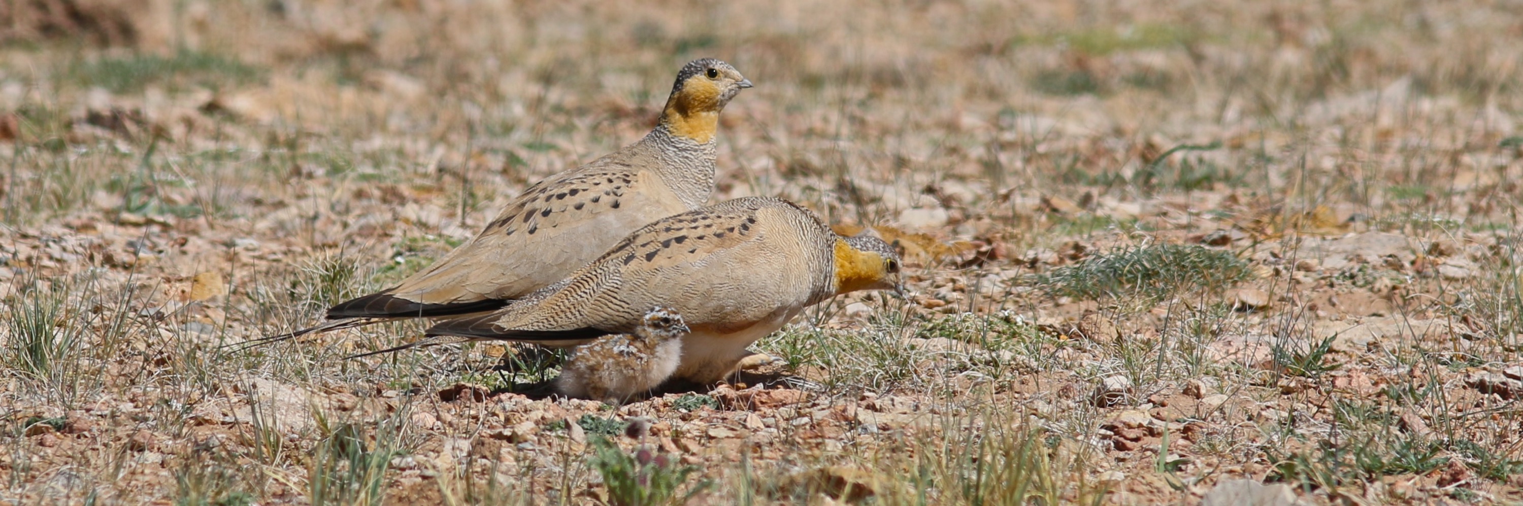 Qinghai Tibetan Plateau bird tour report  28 June-17 July 2017