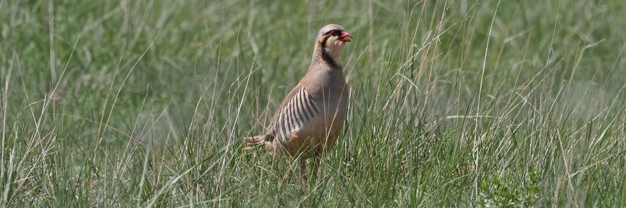 Przevalski's Partridge © Summer Wong