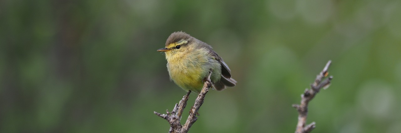 Alpine Leaf Warbler © Summer Wong