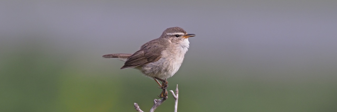 Dusky Warbler © Summer Wong