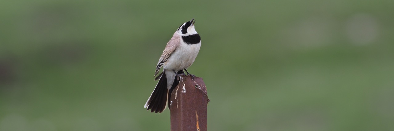 Horned Lark © Summer Wong