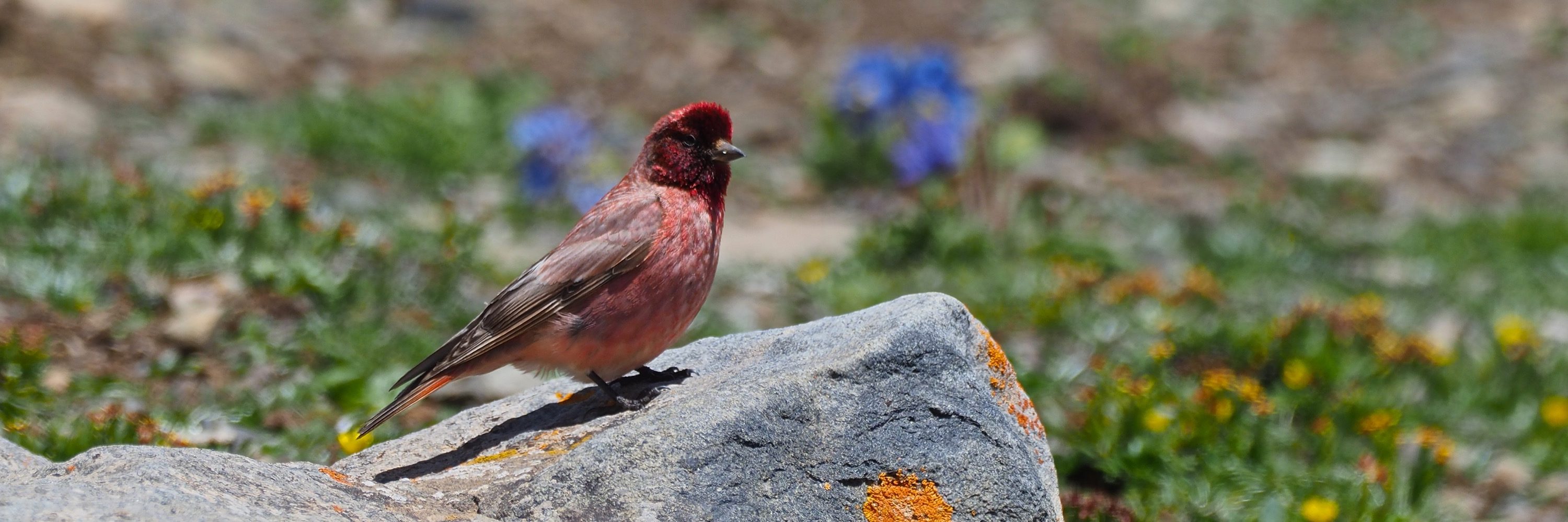 Qinghai, Xinjiang, Tibet tour report 4th -25th July 2019