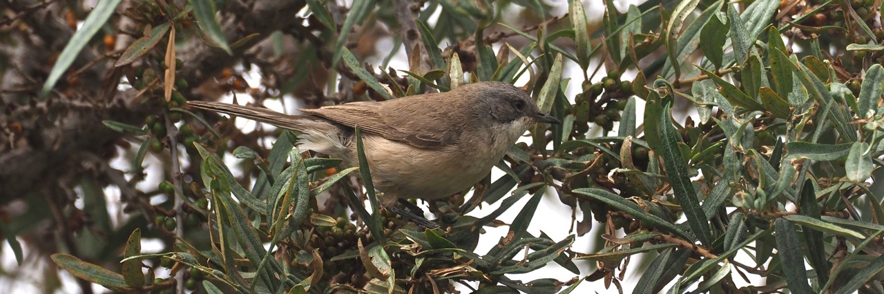 Desert Whitethroat © Summer Wong