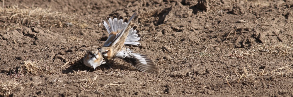 Rufous-necked Snowfinch © Summer Wong