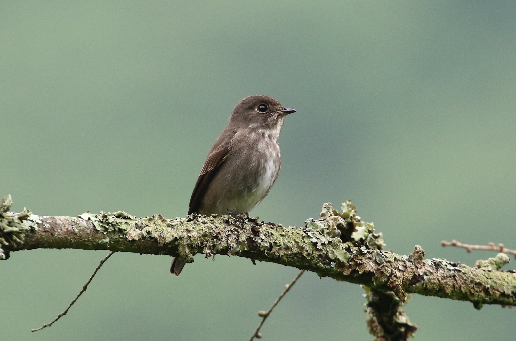 Dark-sided Flycatcher © Summer Wong