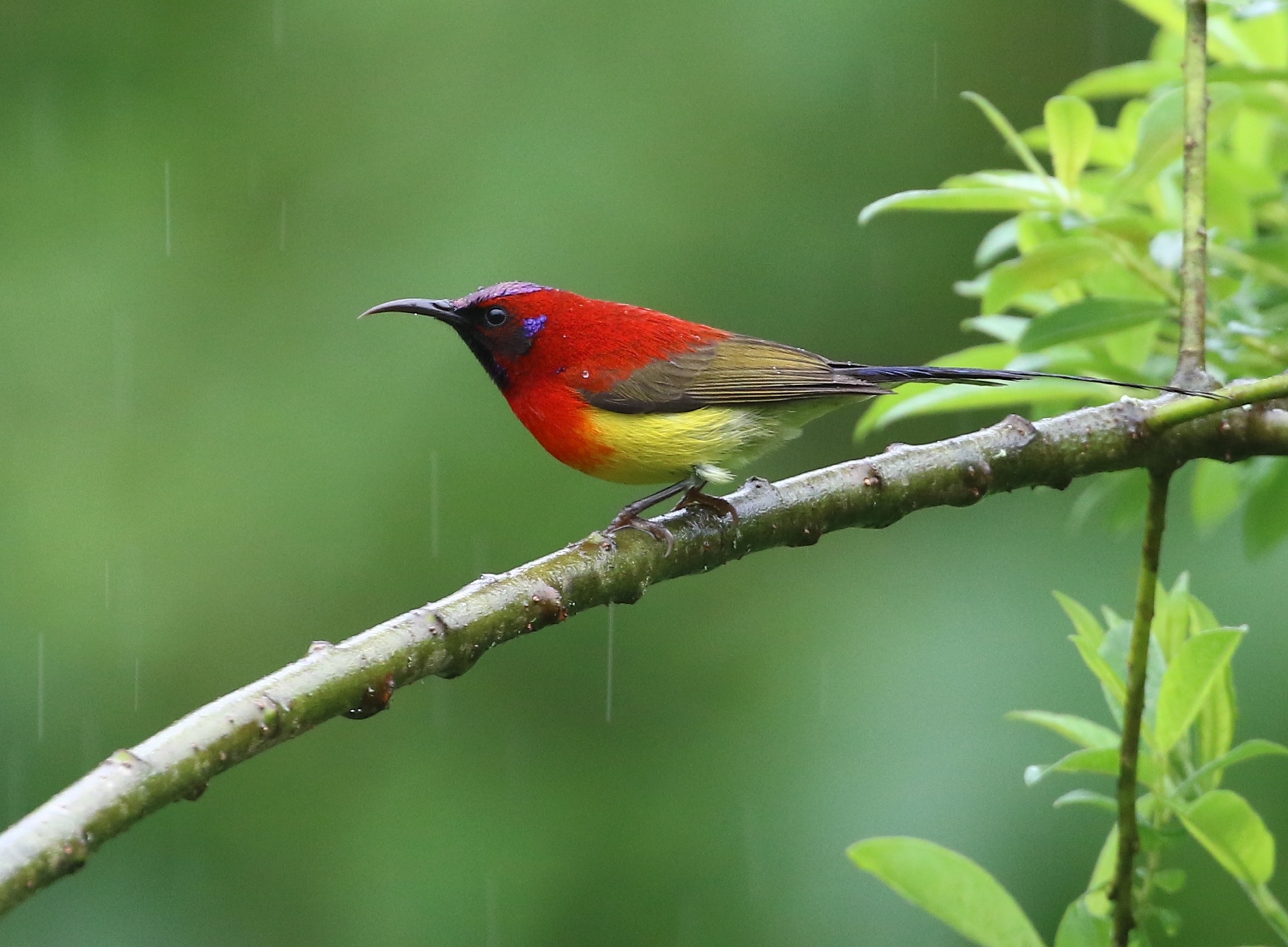 Mrs Gould's Sunbird © Summer Wong