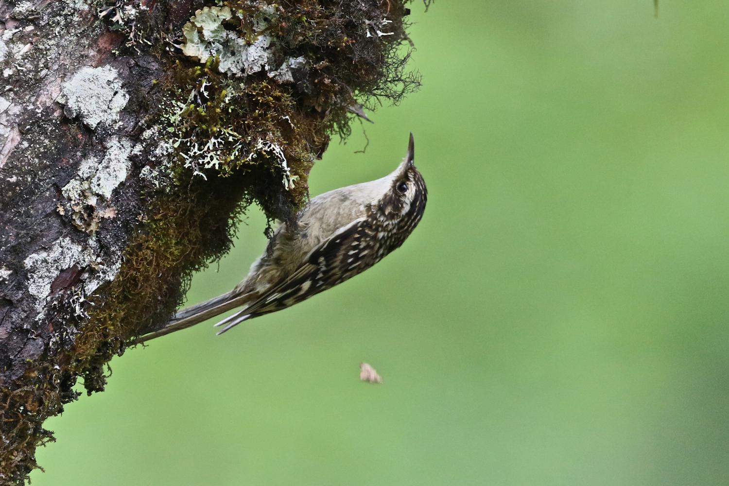 Sichuan Treecreeper © Summer Wong