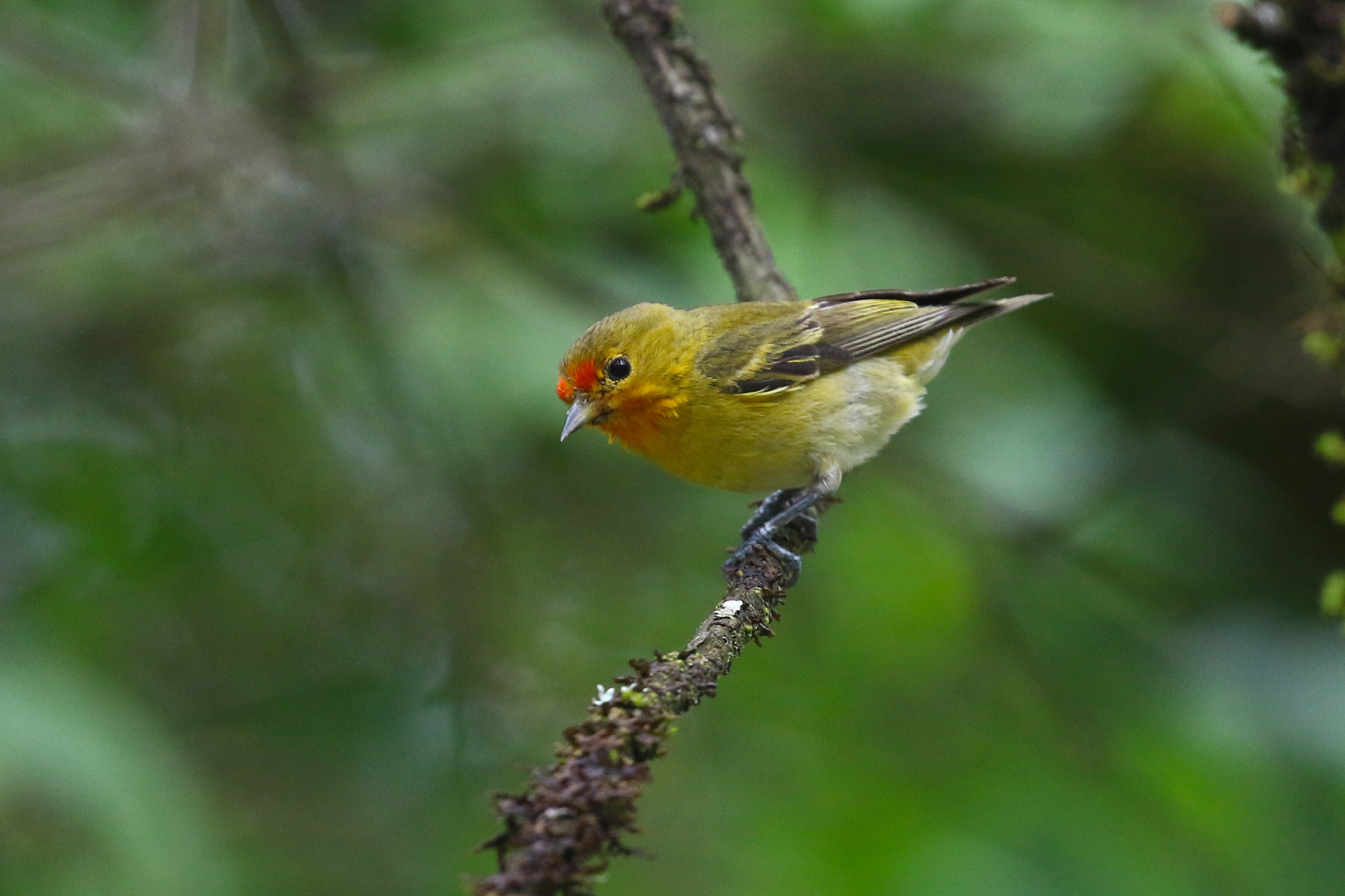 Fire-capped Tit © Summer Wong