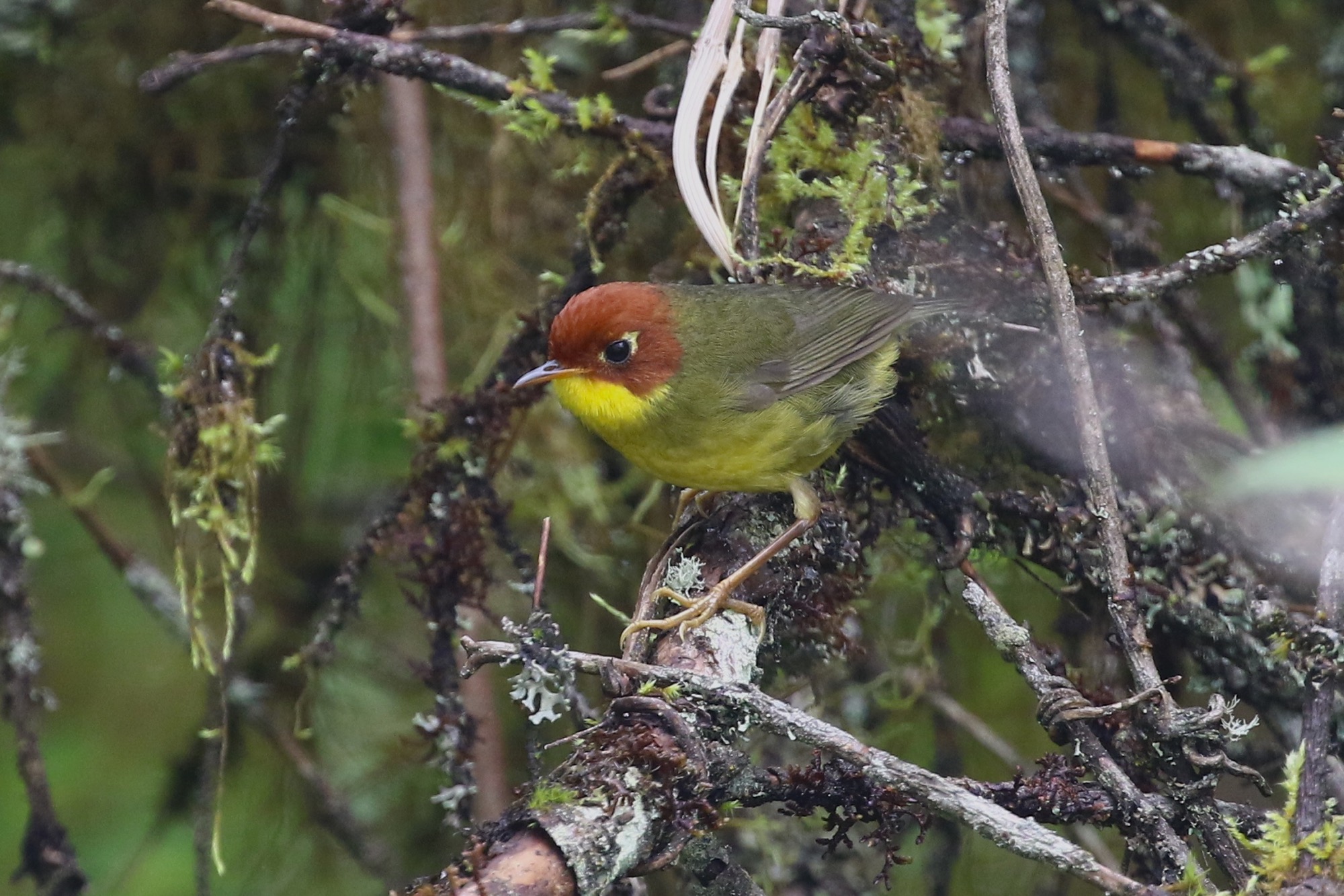 Chestnut-headed Tesia © Summer Wong