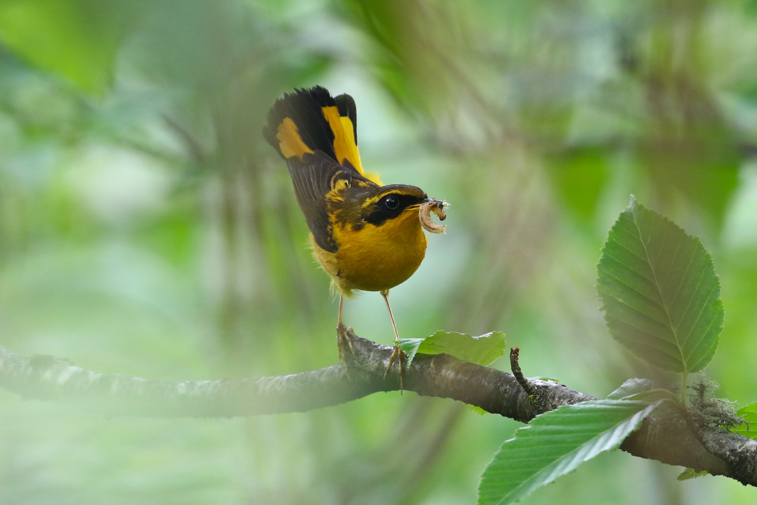 Golden Bush Robin © Summer Wong