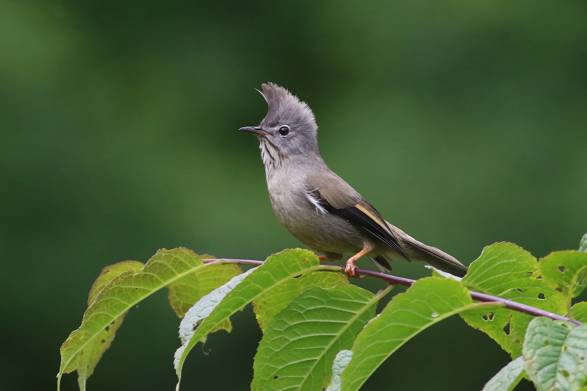 Stripe-throated Yuhina © Summer Wong