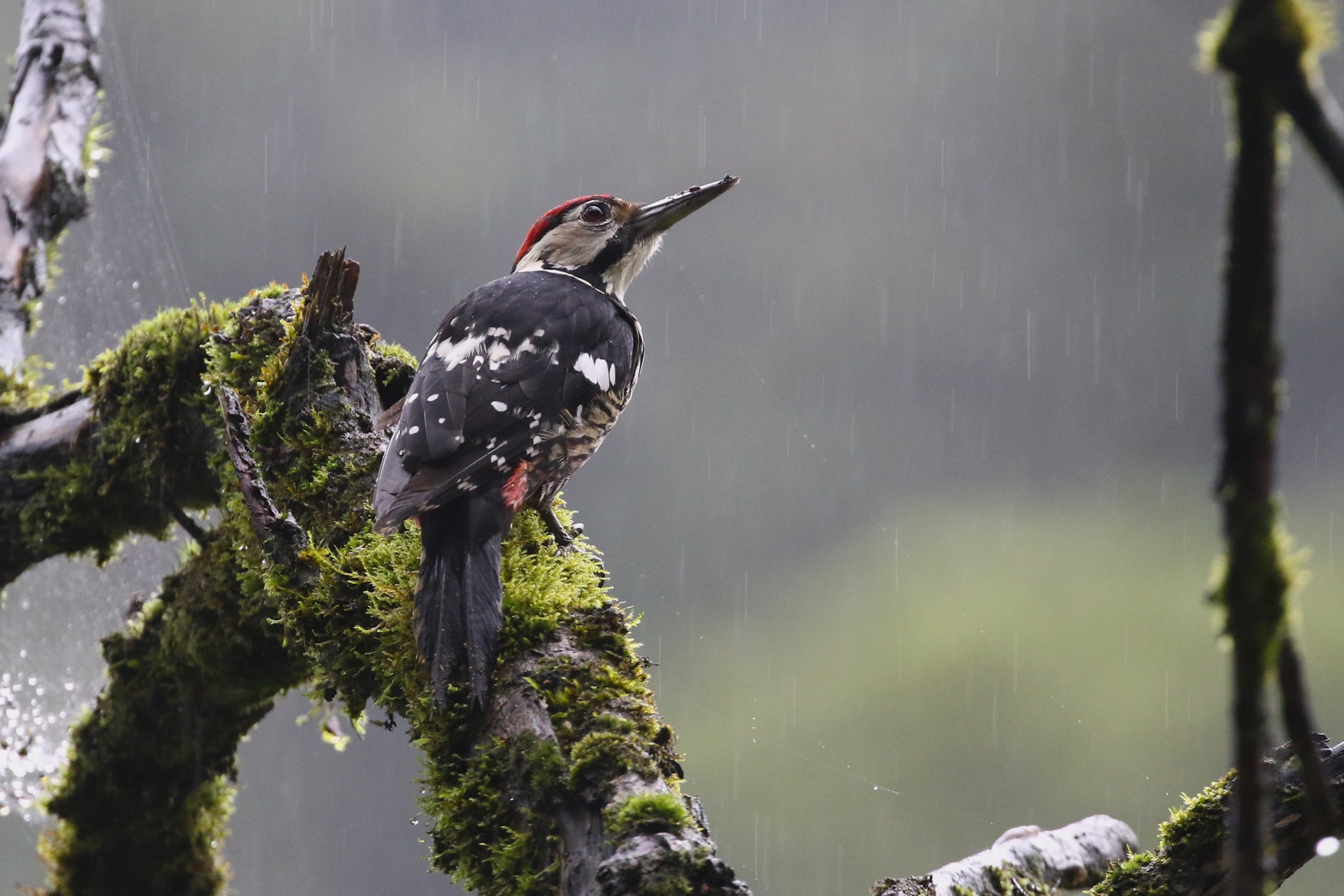 White-backed Woodpecker male © Summer Wong