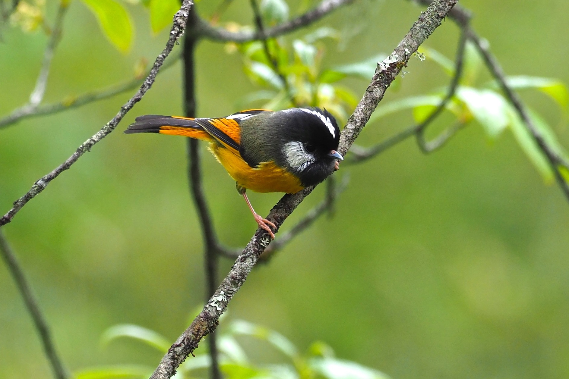 Golden-breasted Fulvetta © Summer Wong