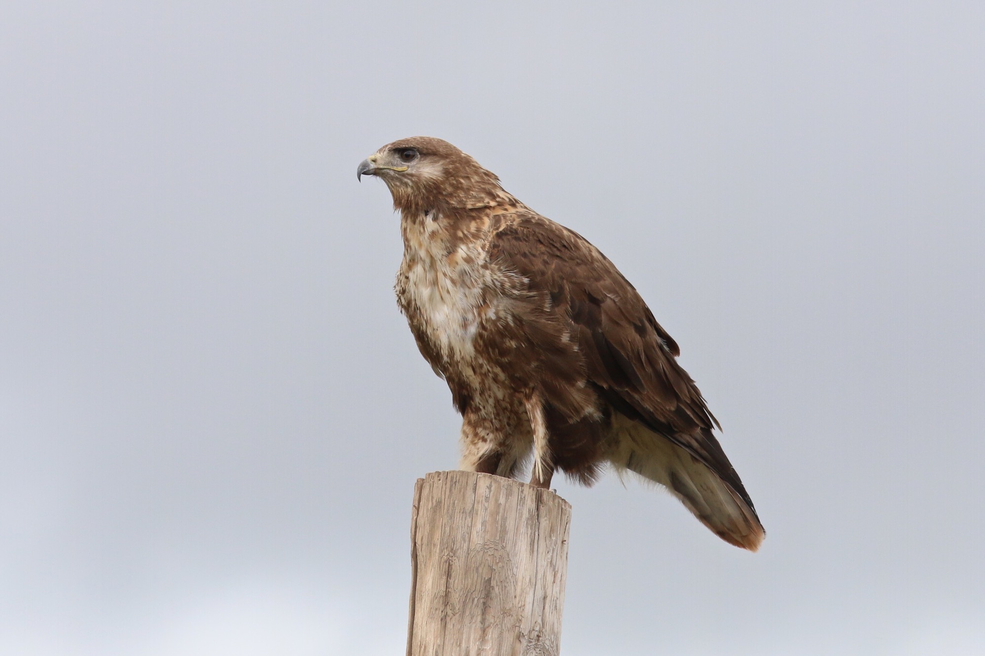 大鵟 Upland Buzzard © Summer Wong 王文娟