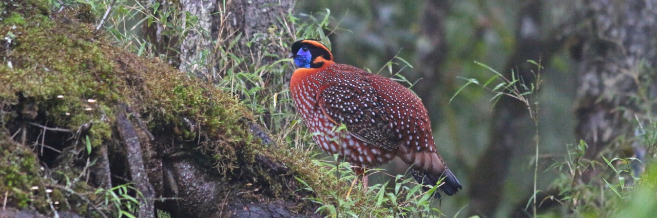 Sichuan, Yunnan bird tour report 16/19 May - 7th June 2017