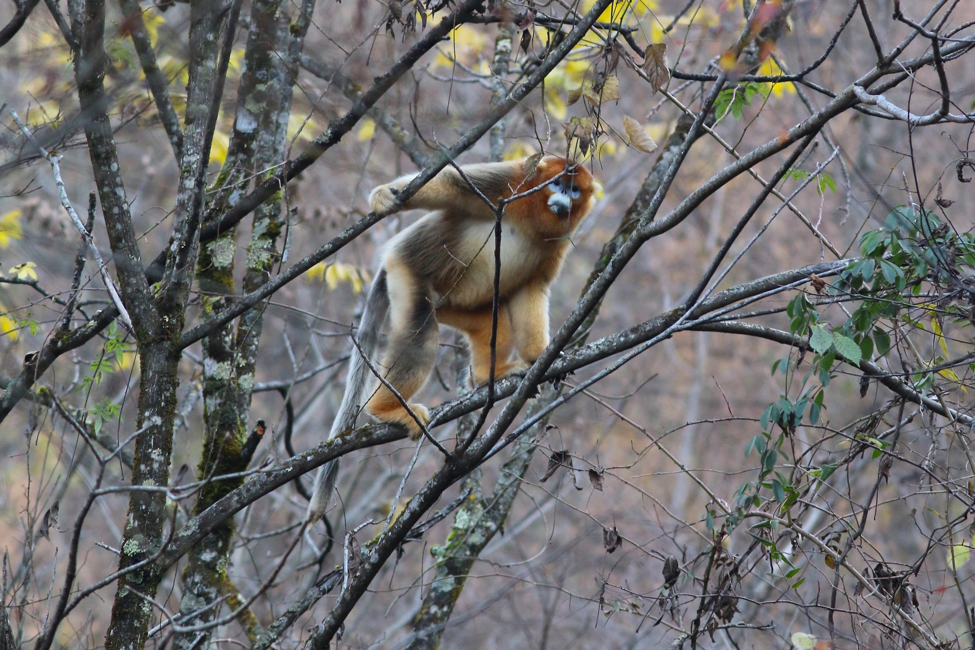 Golden Snub-nosed Monkey © Summer Wong