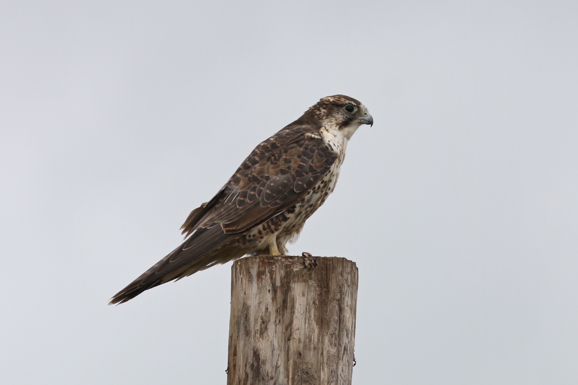 猎隼 Saker Falcon © Summer Wong 王文娟