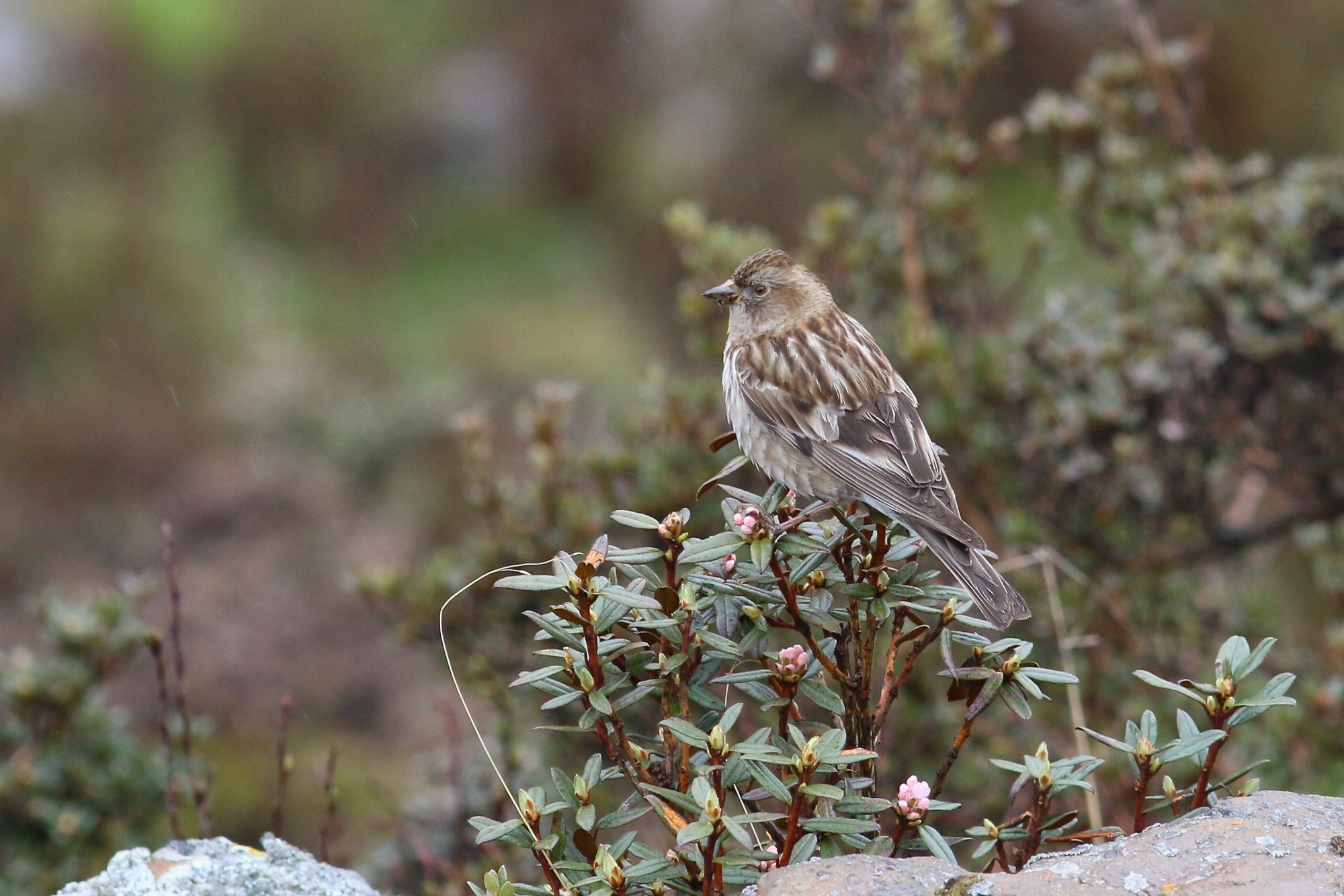 Plain Mountain Finch © Summer Wong