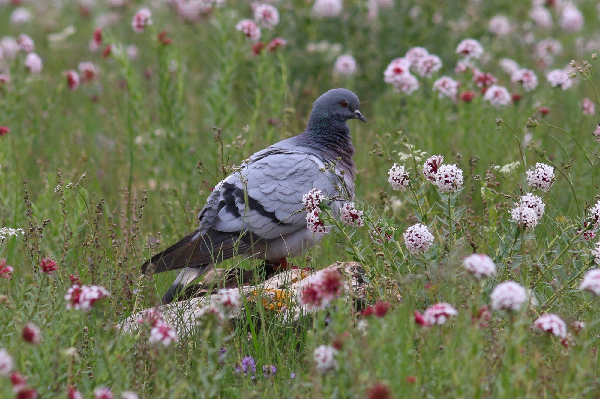 Hill Pigeon © Summer Wong