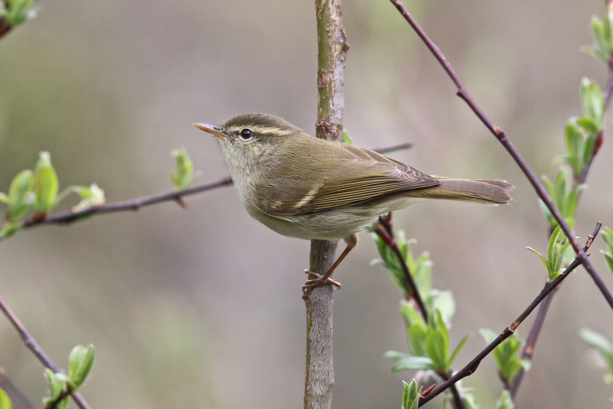 Greenish Warbler © Summer Wong