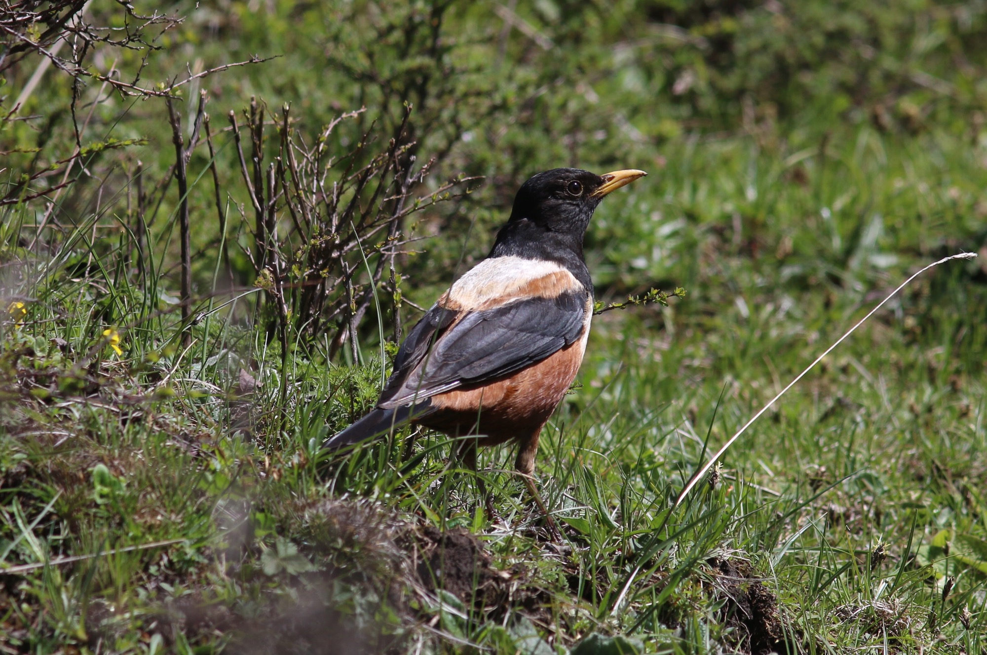 Kessler's Thrush © Summer Wong