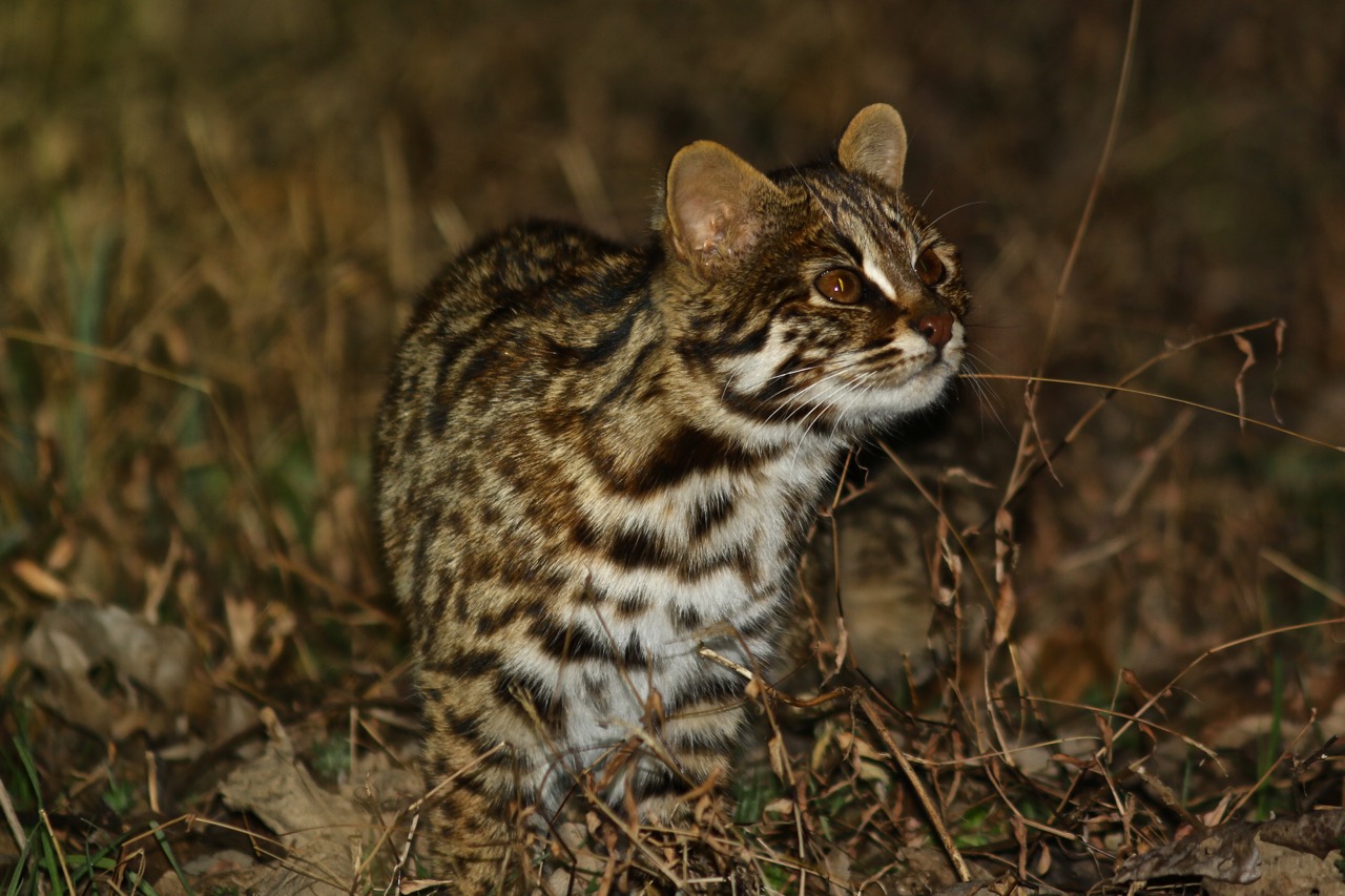  Leopard Cat © Summer Wong