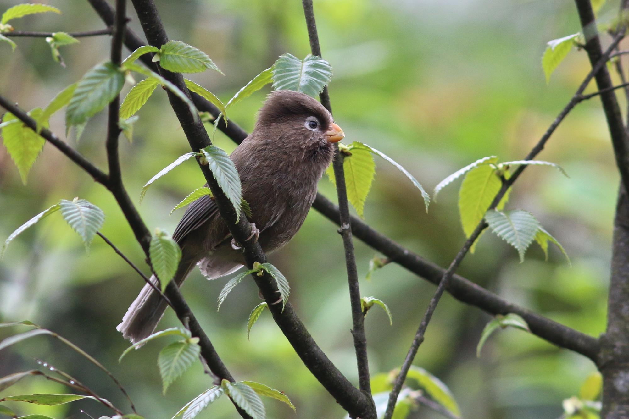 三趾鸦雀 Three-toed Parrotbill © Summer Wong 王文娟
