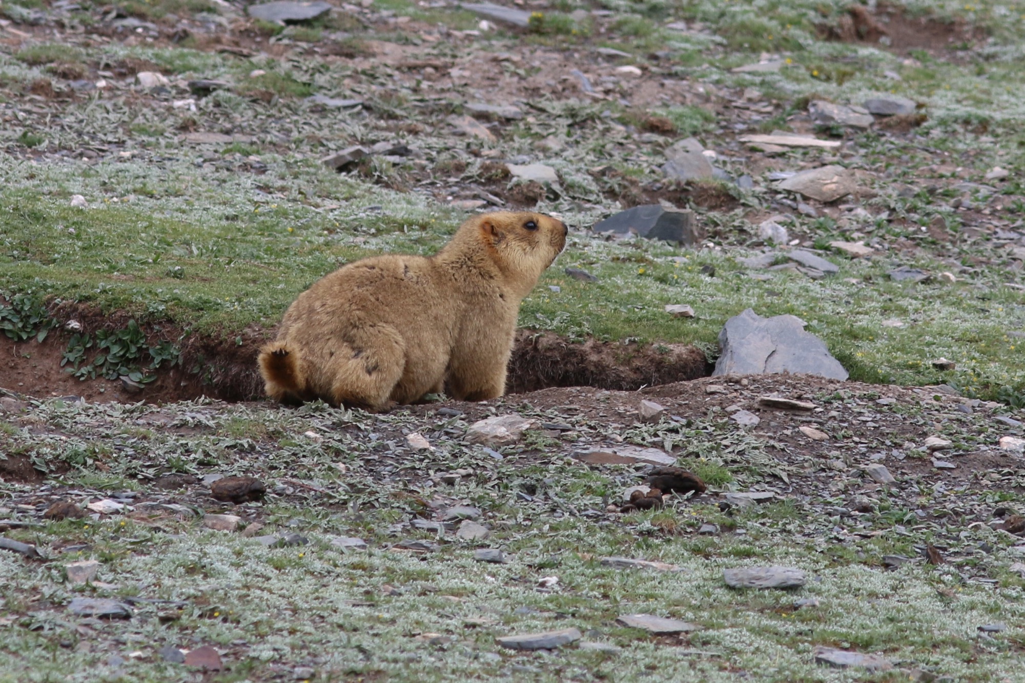 Himalayan Marmot © Summer Wong