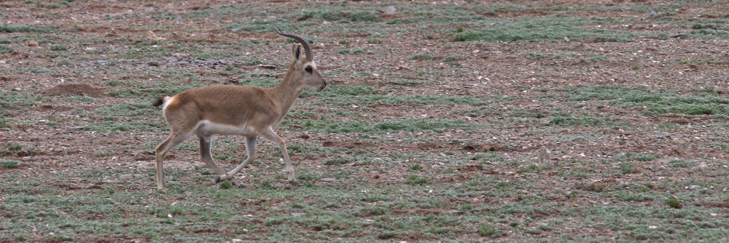 Tibetan Gazelle © Summer Wong