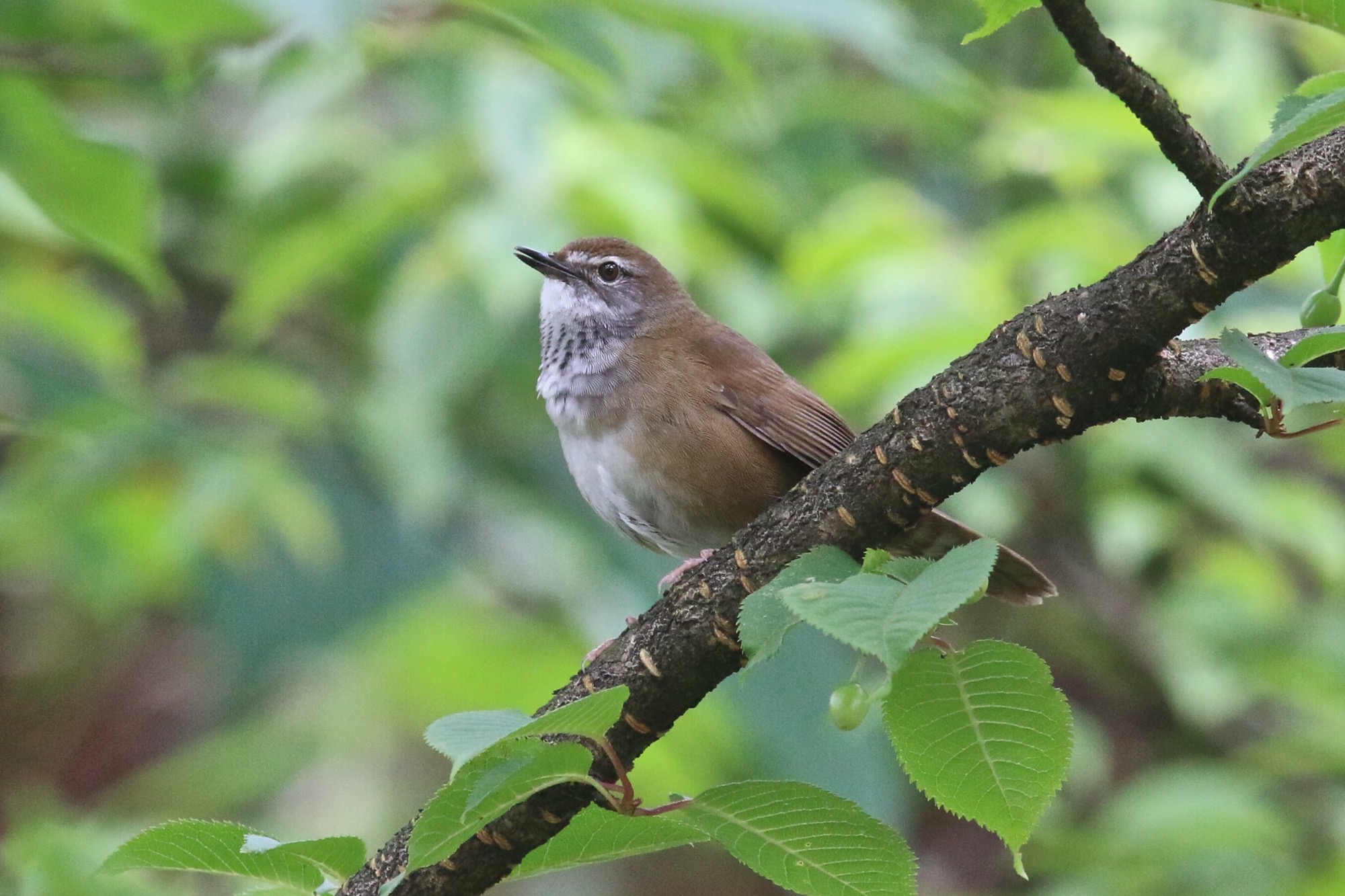 Spotted Bush Warbler © Summer Wong