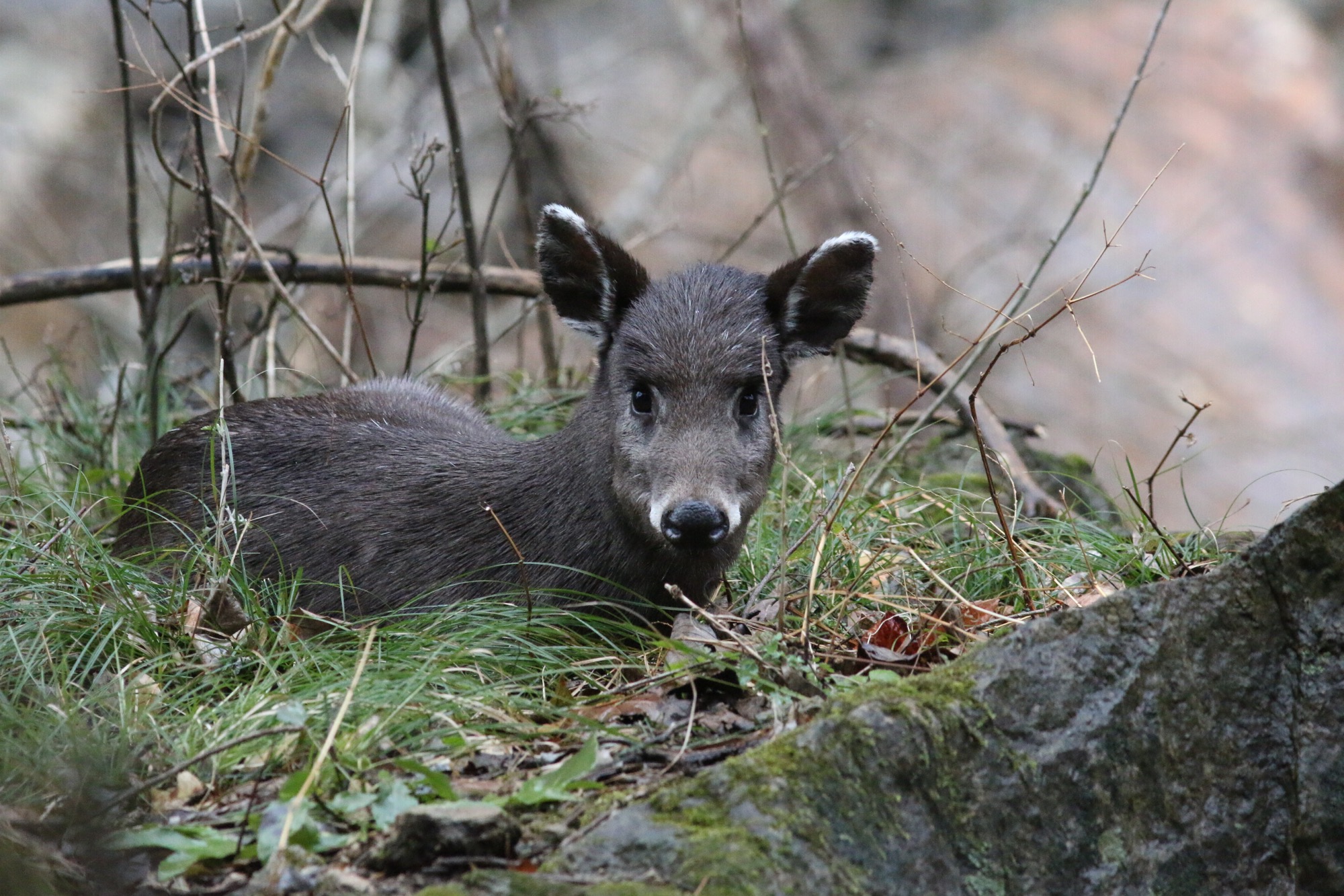 Tufted Deer © Summer Wong