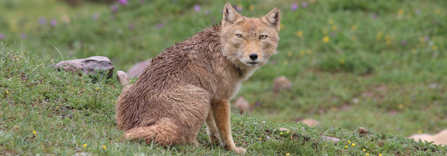 Tibetan Fox © Summer Wong