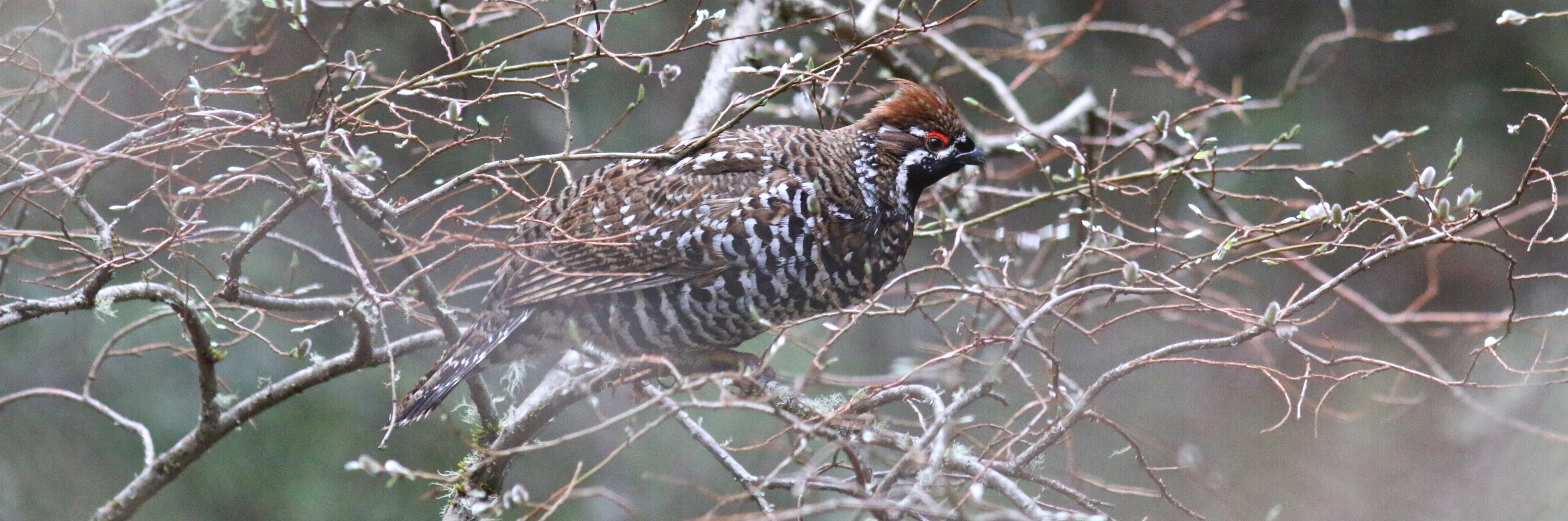 Sichuan bird tour report 25 April-14 May 2019