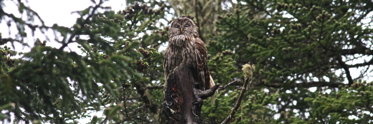 Sichuan bird tour report 9th - 26th June 2017