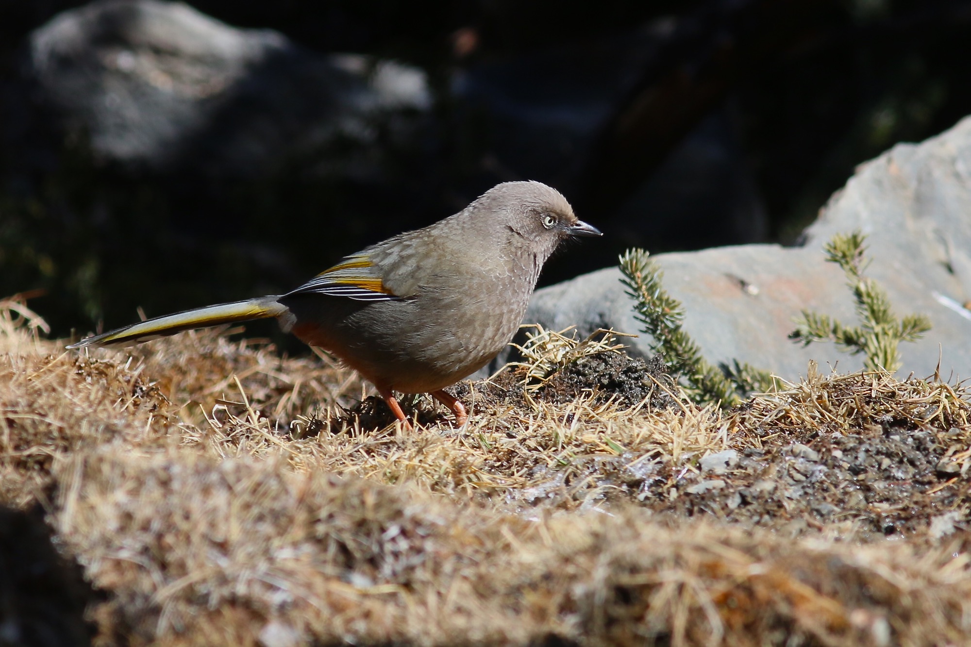 橙翅噪鹛 Elliot's Laughingthrush © Summer Wong 王文娟