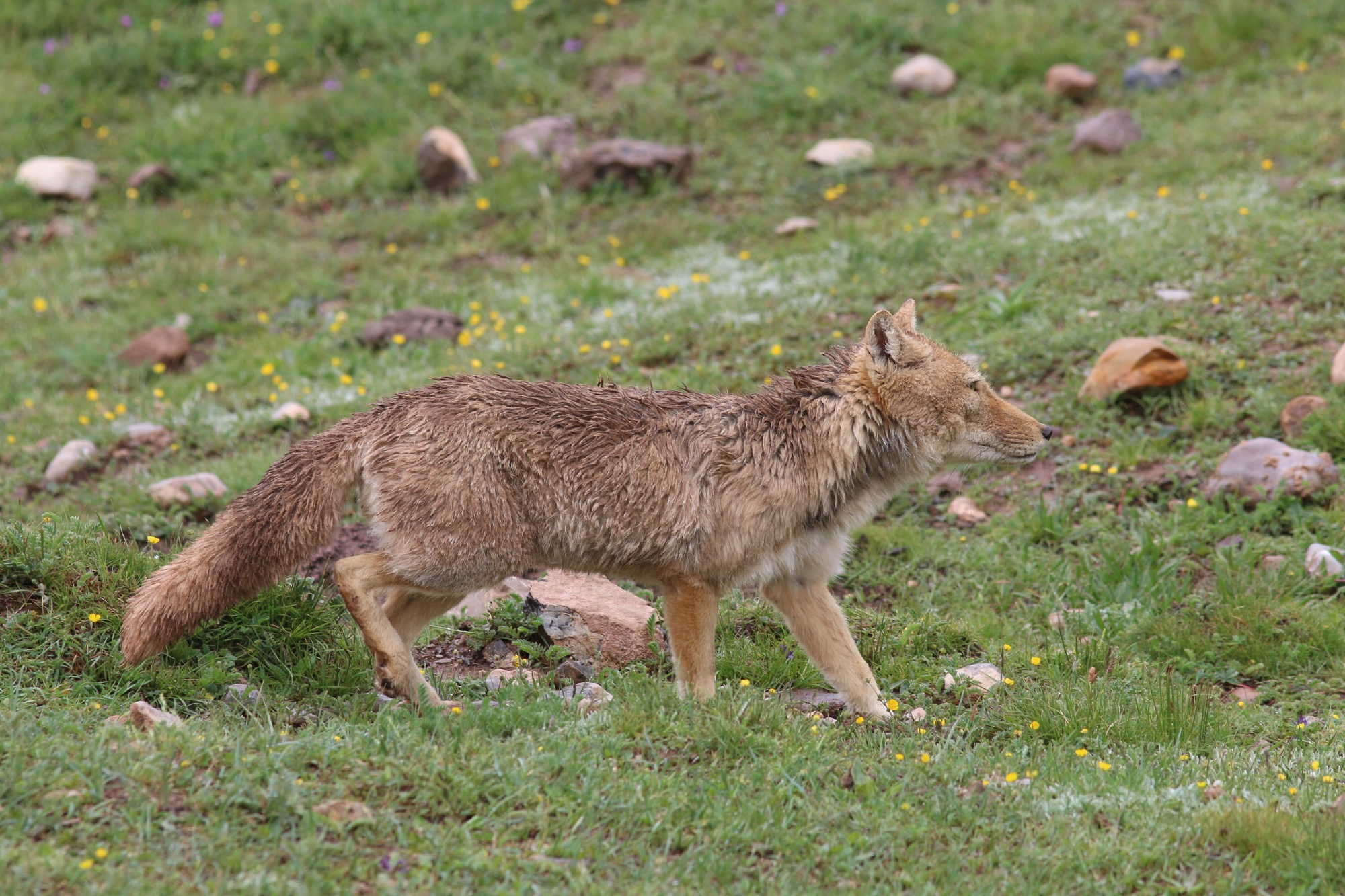 Tibetan Fox © Summer Wong