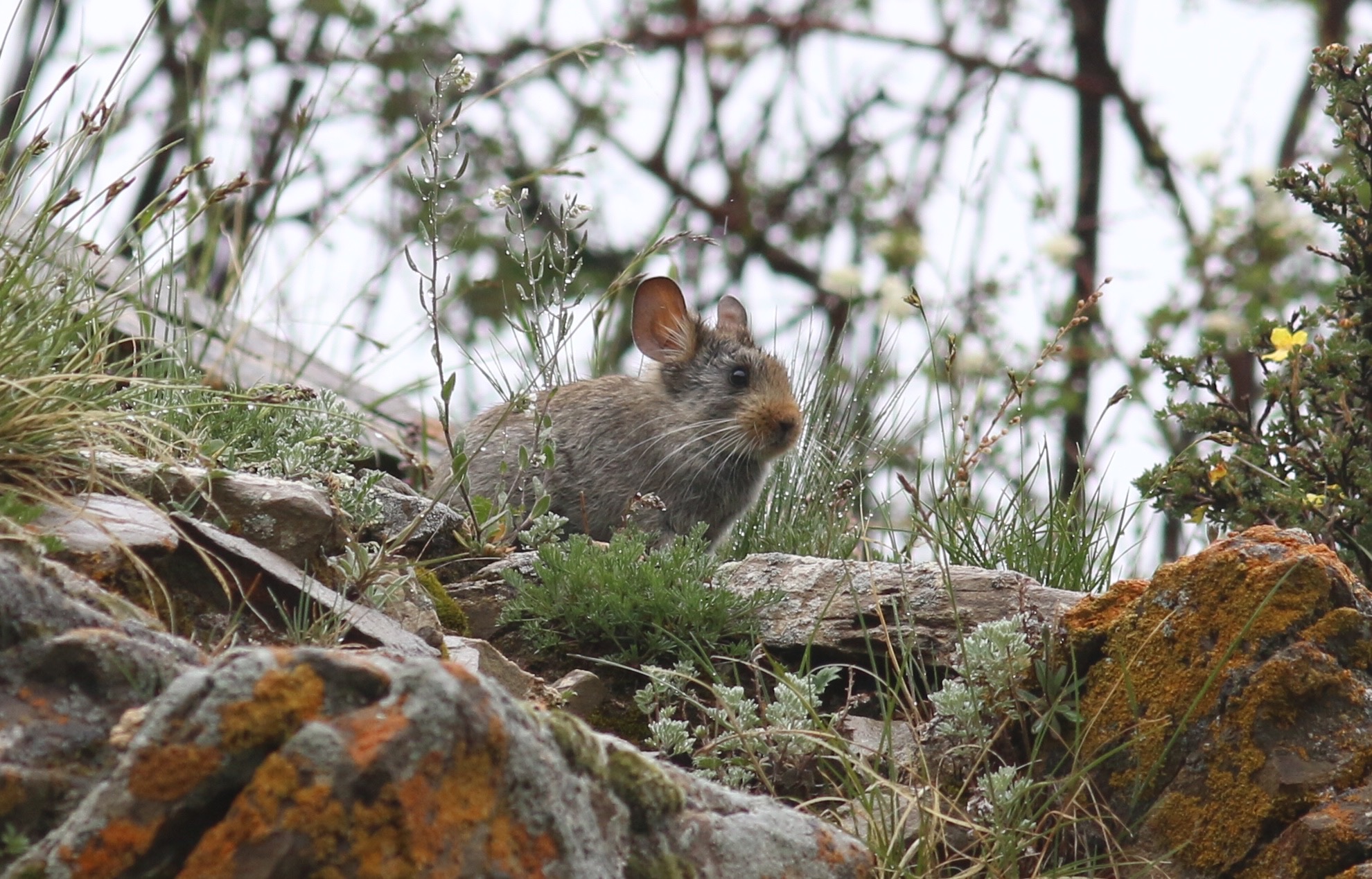 Glover's Pika © Summer Wong