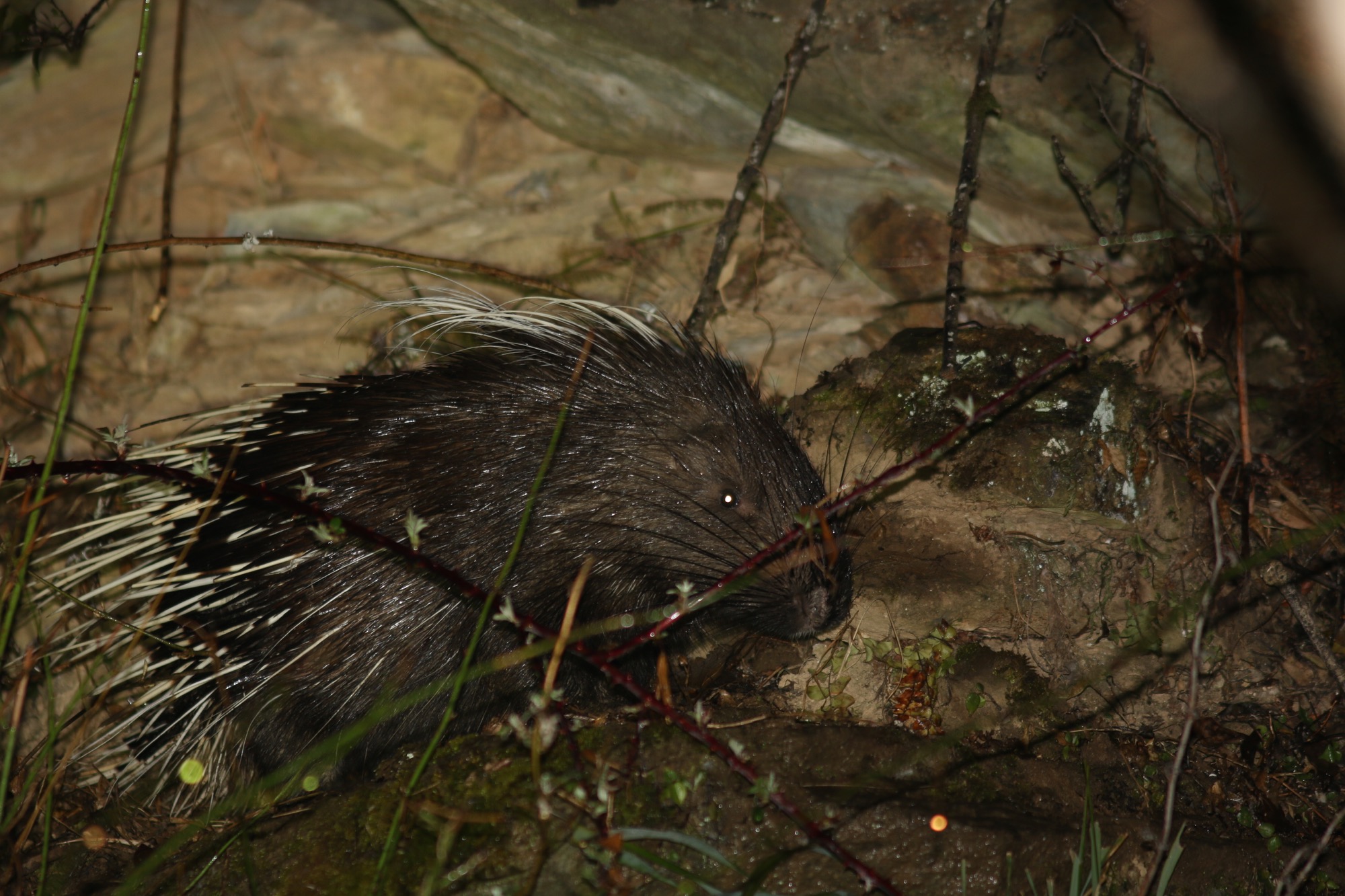 Malayan Porcupine © Summer Wong