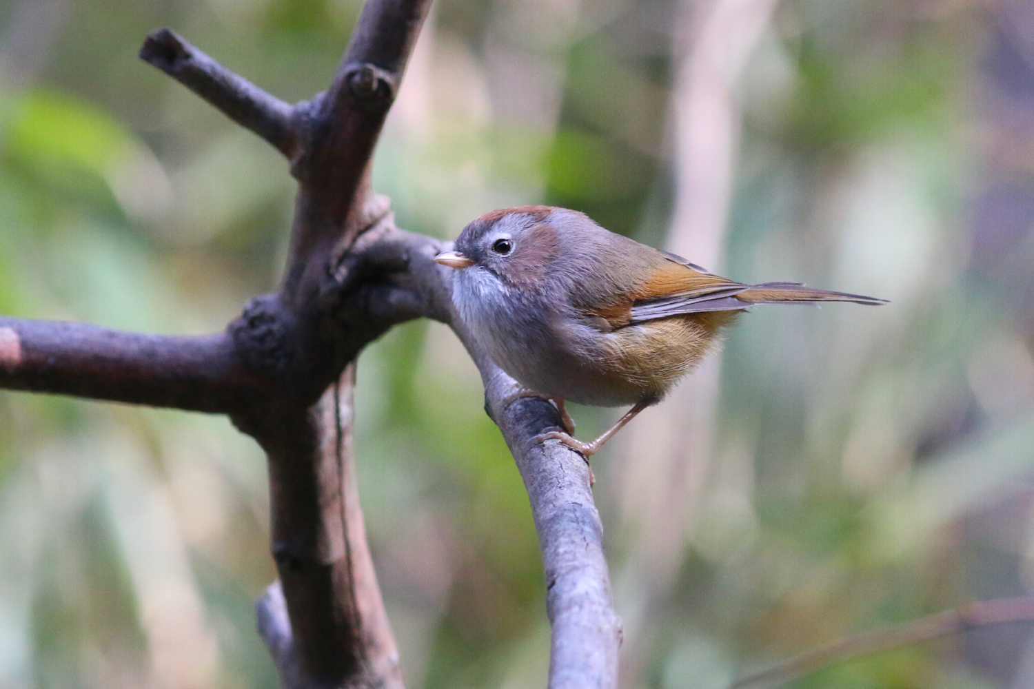 Spectacled Fulvetta © Summer Wong