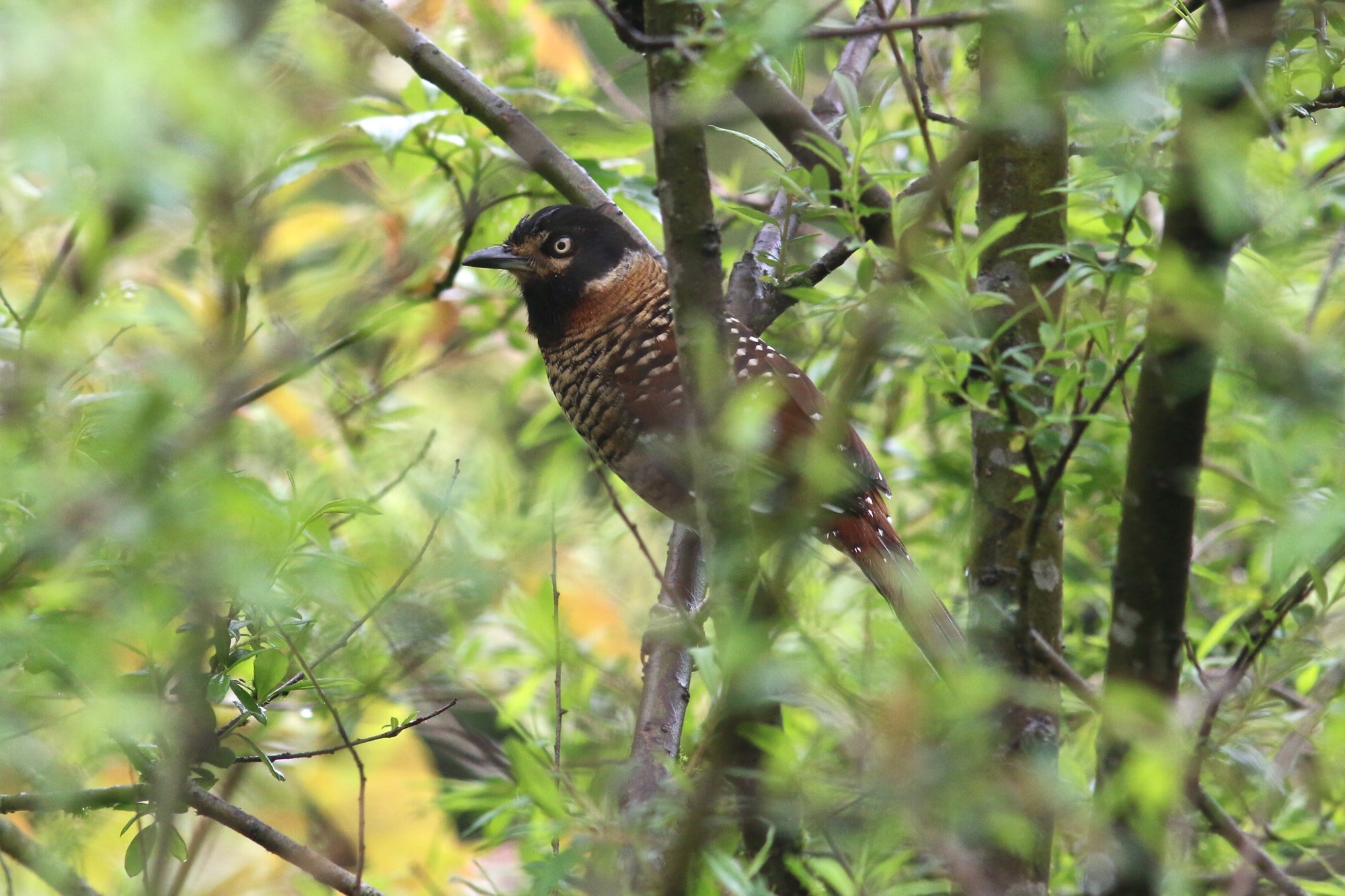 眼纹噪鹛 Spotted Laughingthrush © Summer Wong 王文娟