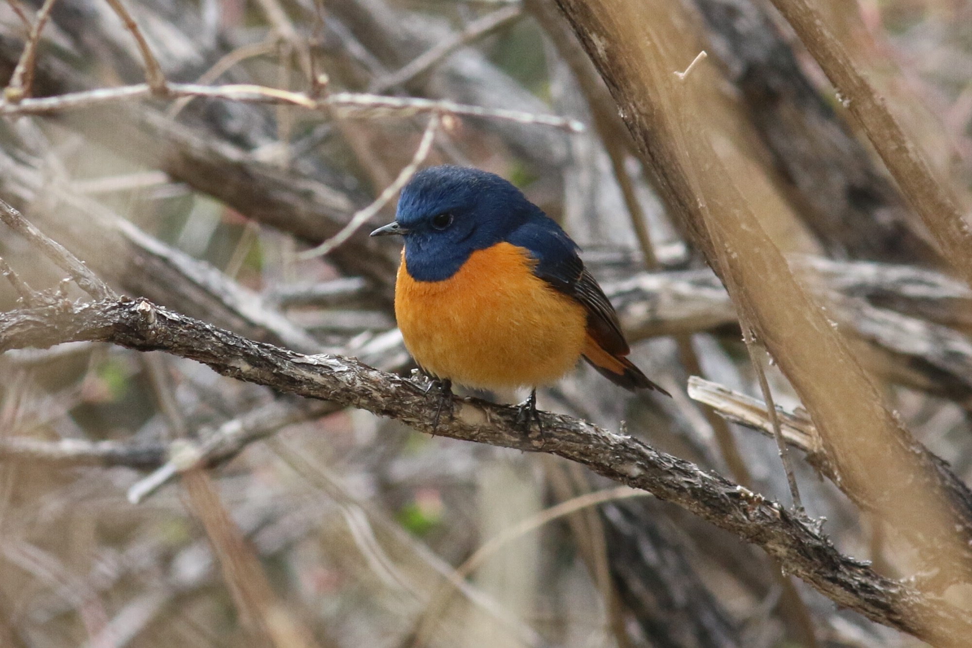 Blue-fronted Redstart © Summer Wong