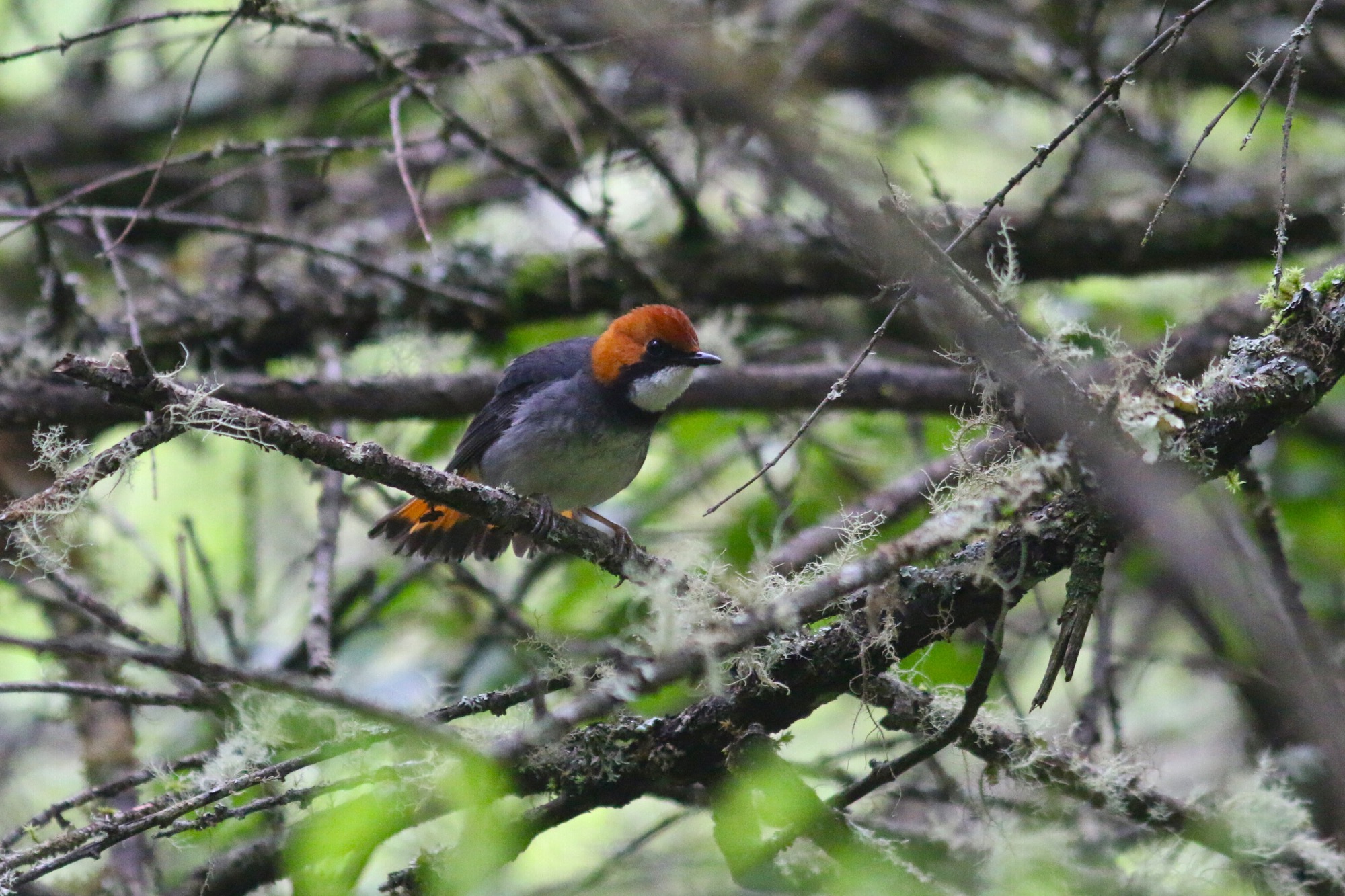 Rufous-headed Robin © Summer Wong