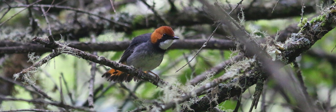 Sichuan bird tour report 3th - 20th June 2018