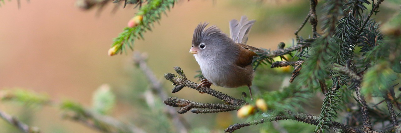 Sichuan bird tour report 3th -16th May 2016