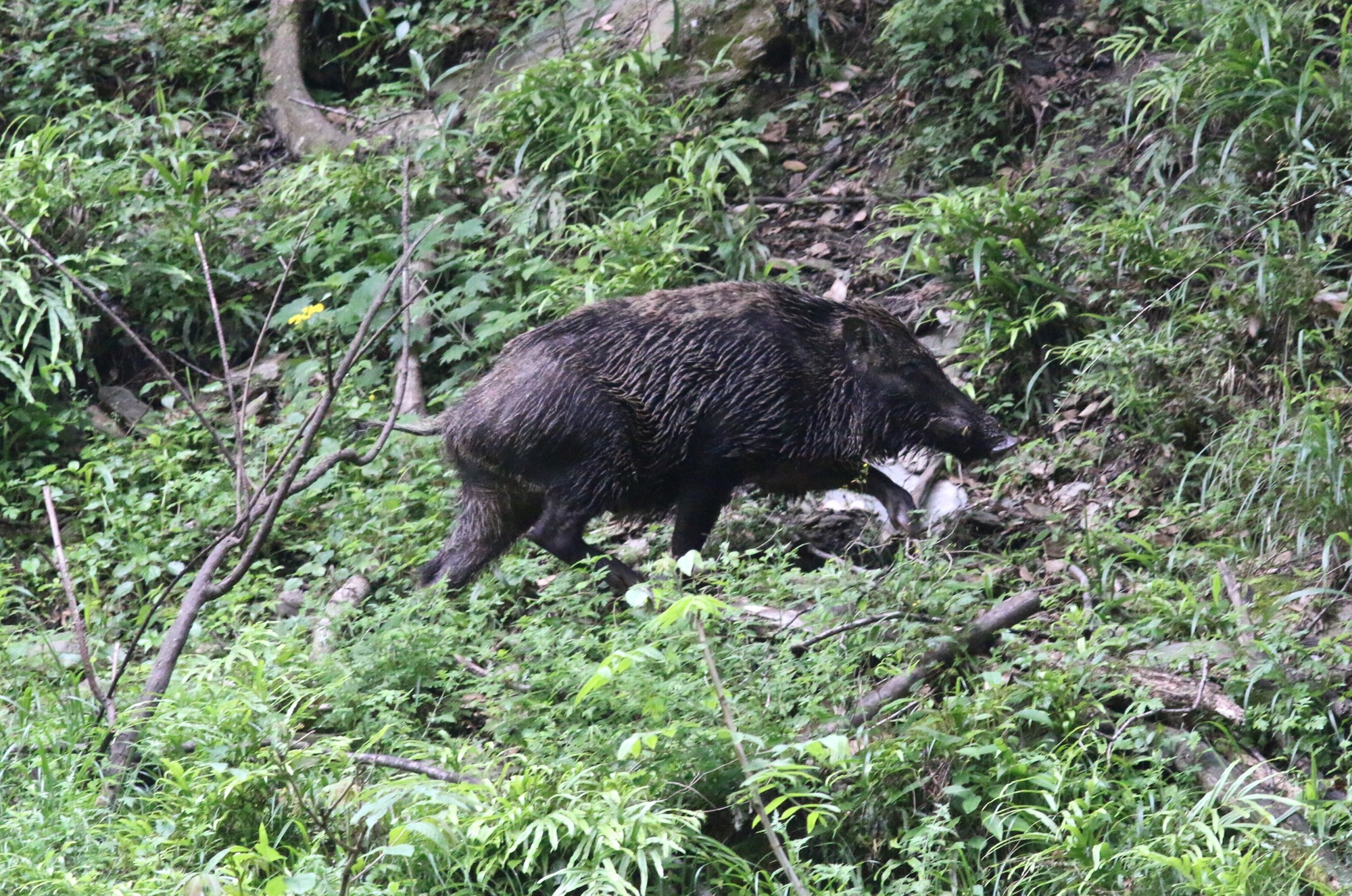 Wild Boar © Summer Wong