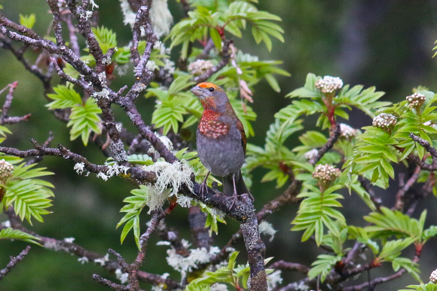 Crimson-browed Finch © Summer Wong