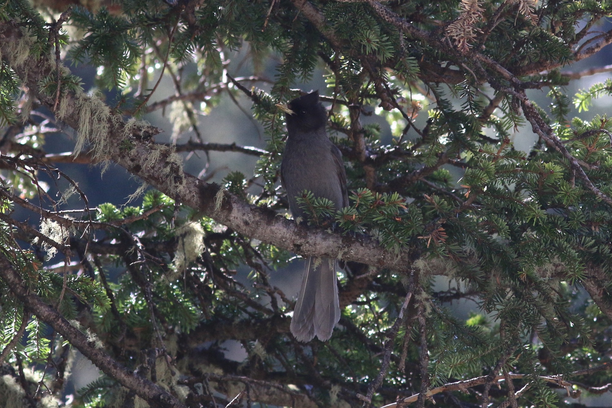 黑头噪鸦 Sichuan Jay © Summer Wong 王文娟