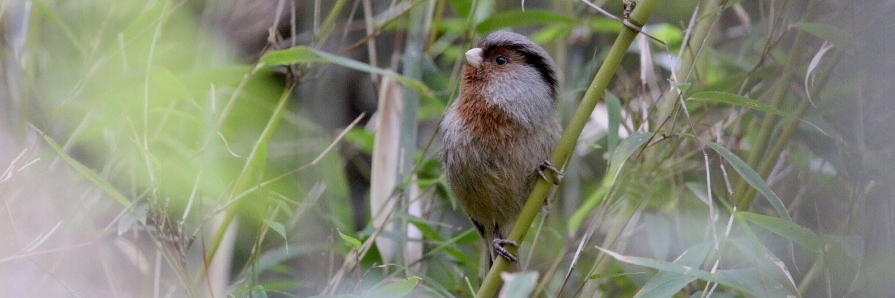 Sichuan bird tour report 9th - 31st May 2018 