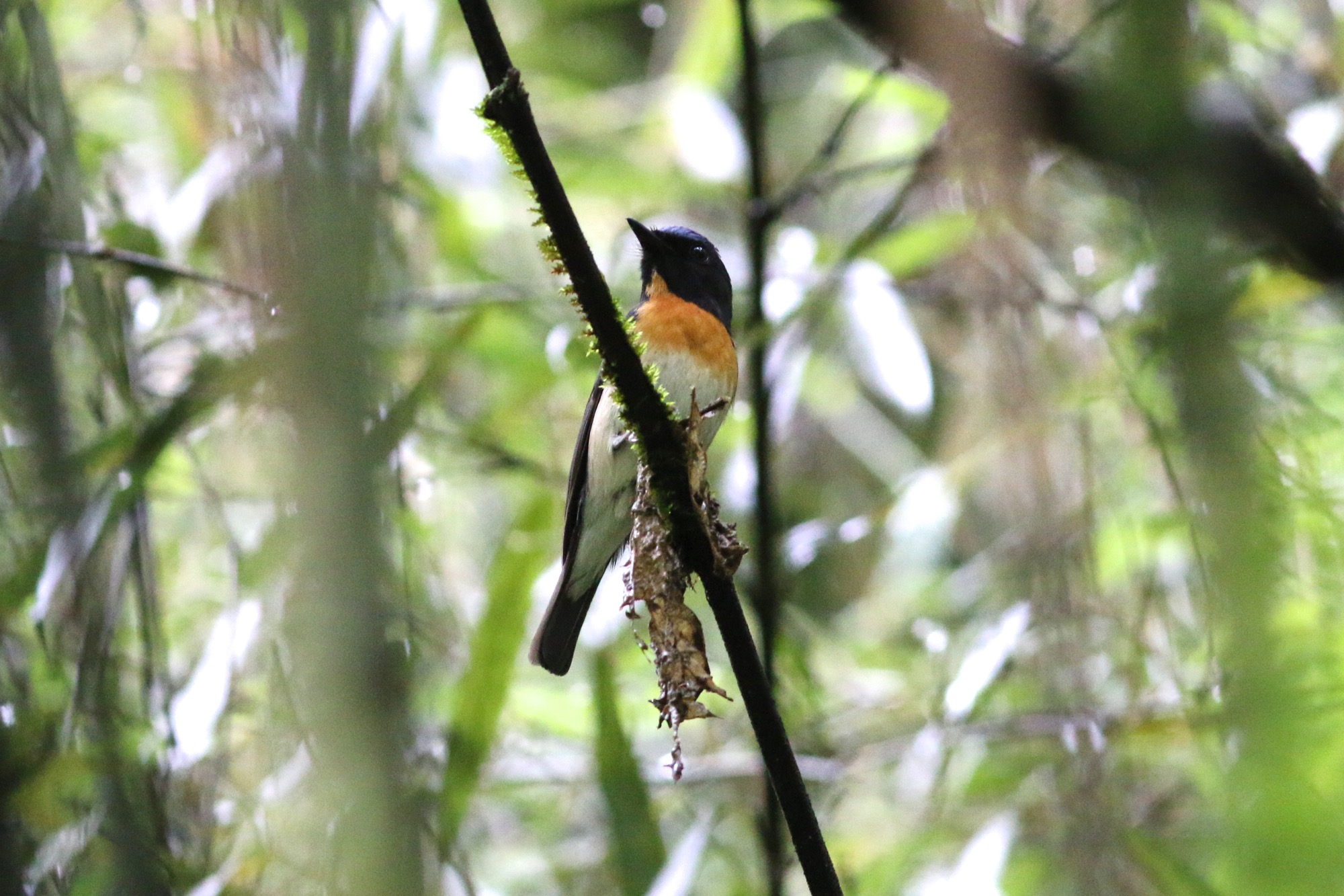 Chinese Blue Flycatcher © Summer Wong