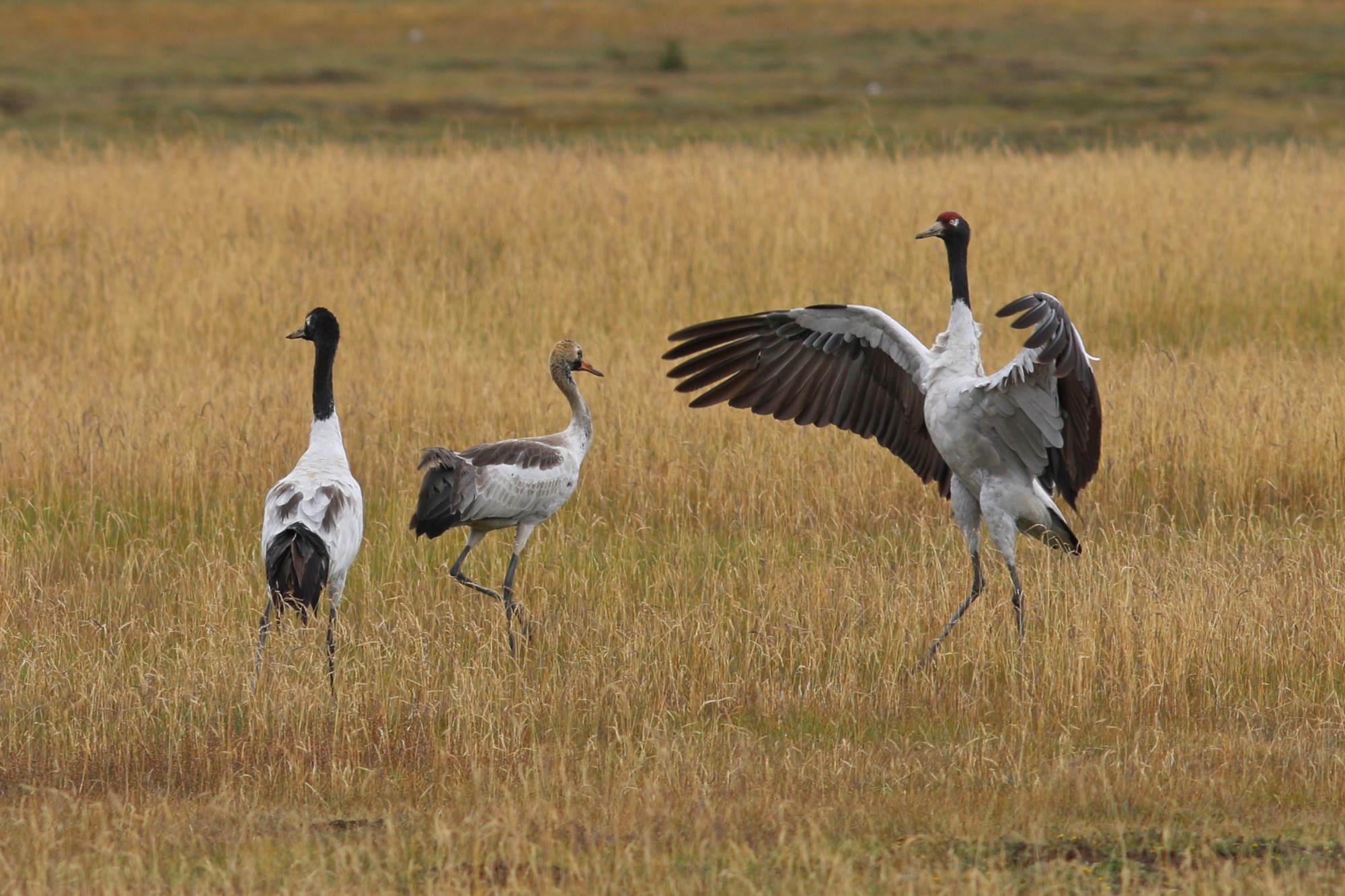 黑颈鹤 Black-necked Crane © Summer Wong 王文娟